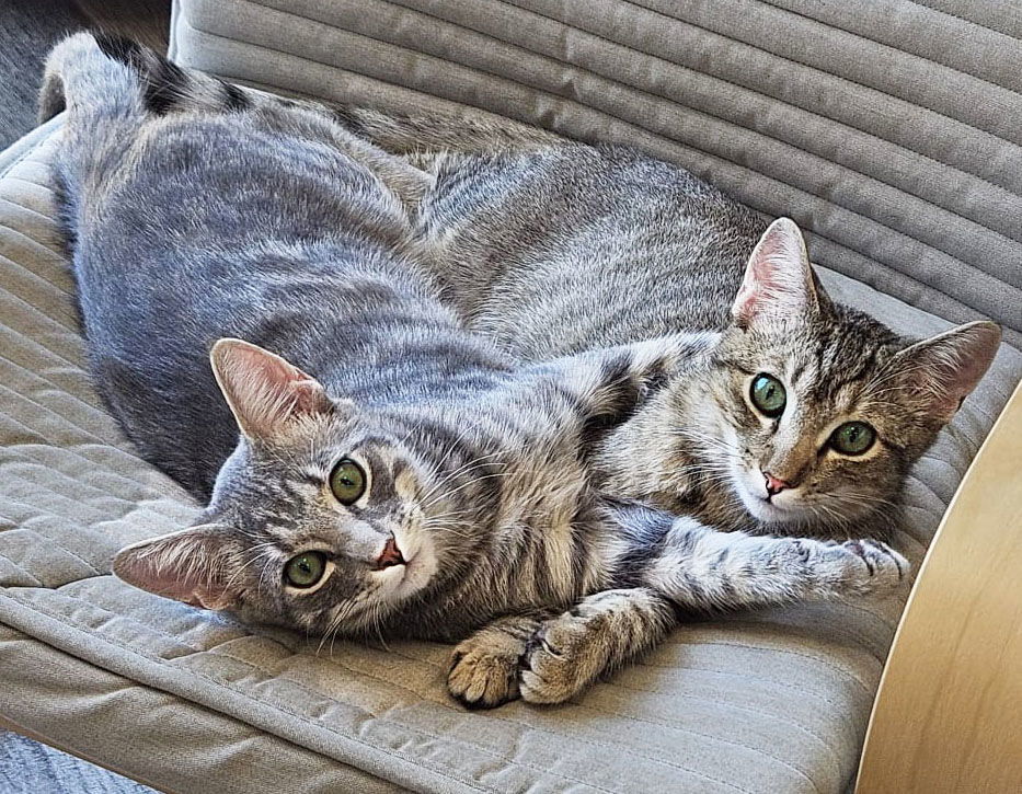 William and Henry, an adoptable Chartreux, British Shorthair in Walnut Creek, CA, 94596 | Photo Image 1