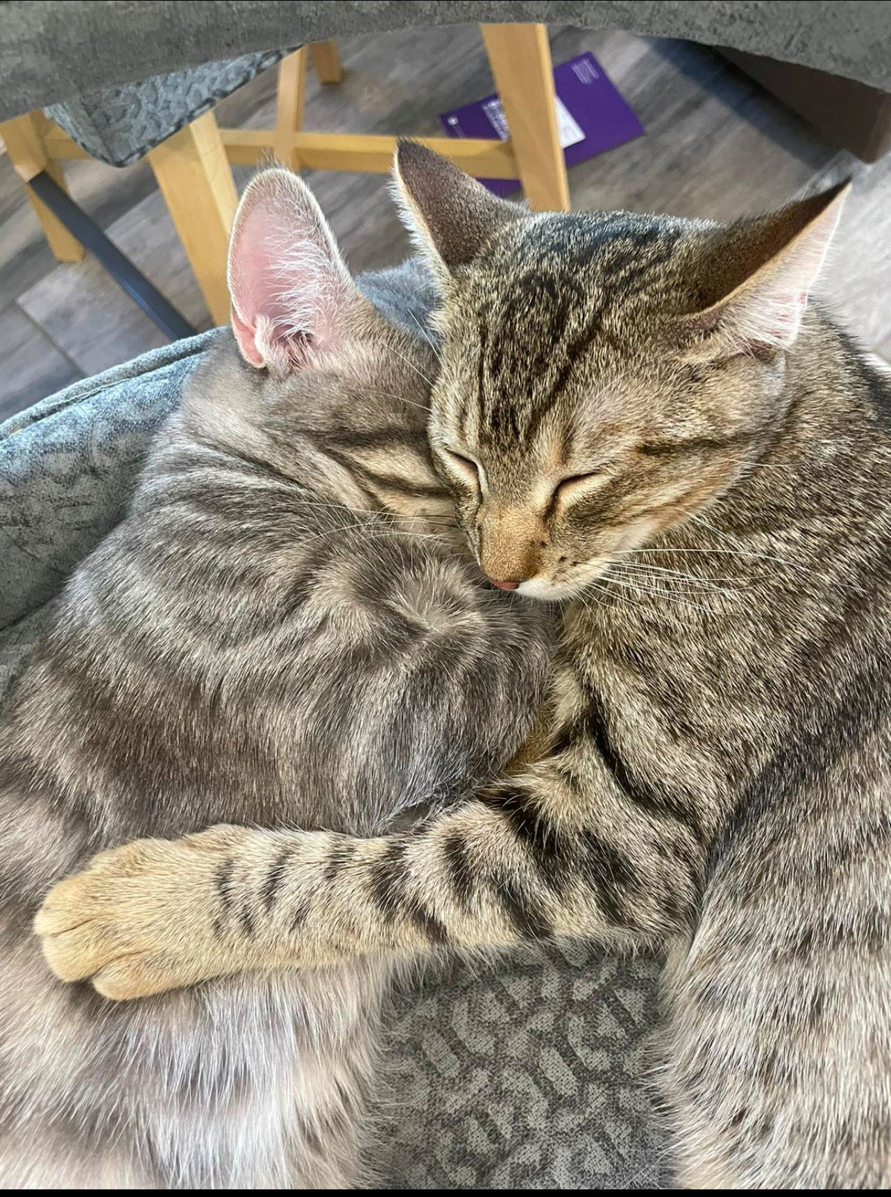 William and Henry, an adoptable Chartreux, Tonkinese in Walnut Creek, CA, 94596 | Photo Image 1