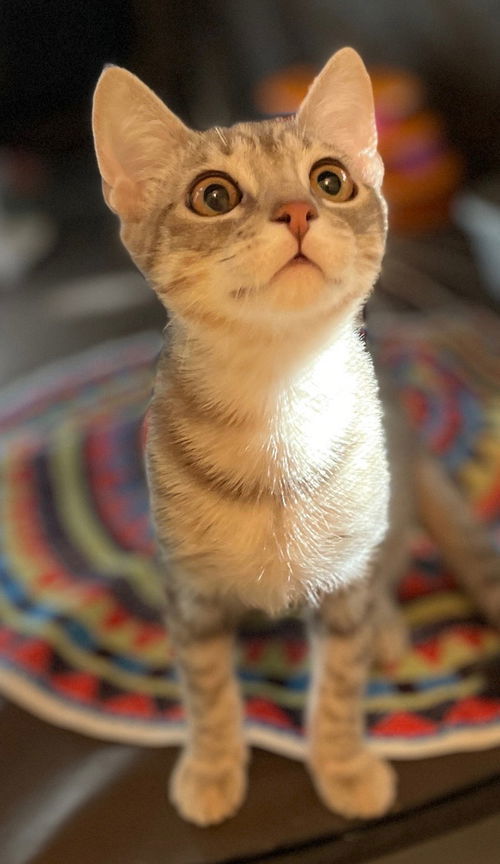 William and Henry, an adoptable Chartreux, British Shorthair in Walnut Creek, CA, 94596 | Photo Image 2