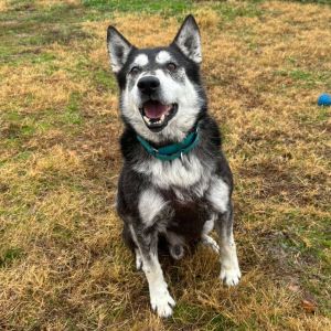 Rocket, Senior Male Husky