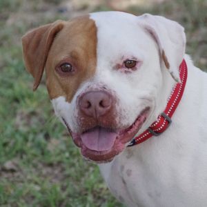 Hi my name is Bruno I was born at PAWS4you and adopted as a baby My owner moved somewhere that