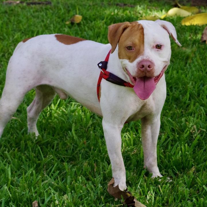 Bruno 4