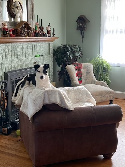 Pup Spyro 3