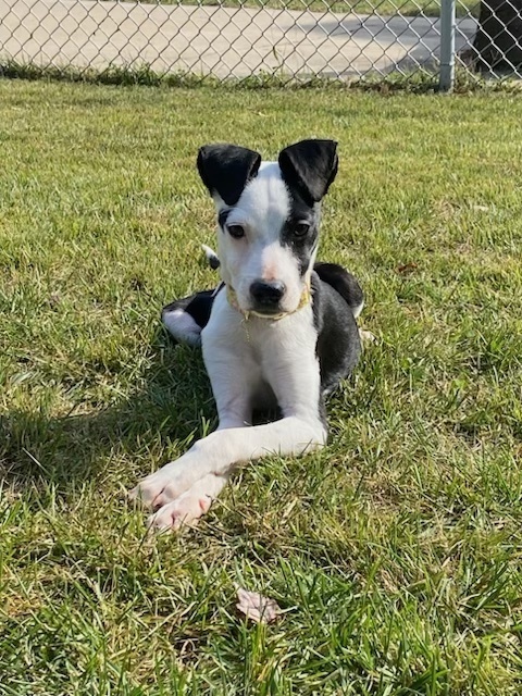 Pup Spyro 4