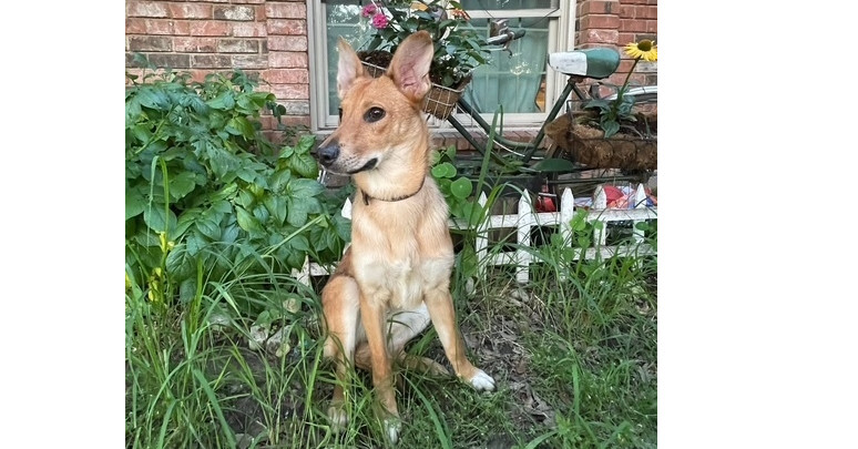 Sweetie Pies: Chiffon