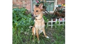Sweetie Pies: Chiffon