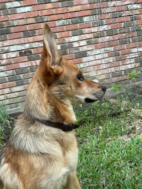 Sweetie Pies: Chiffon 2