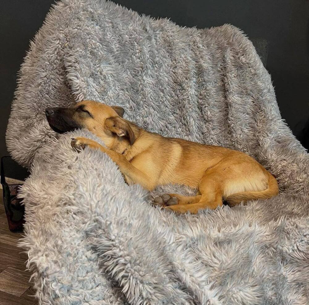Sweetie Pies: Maple