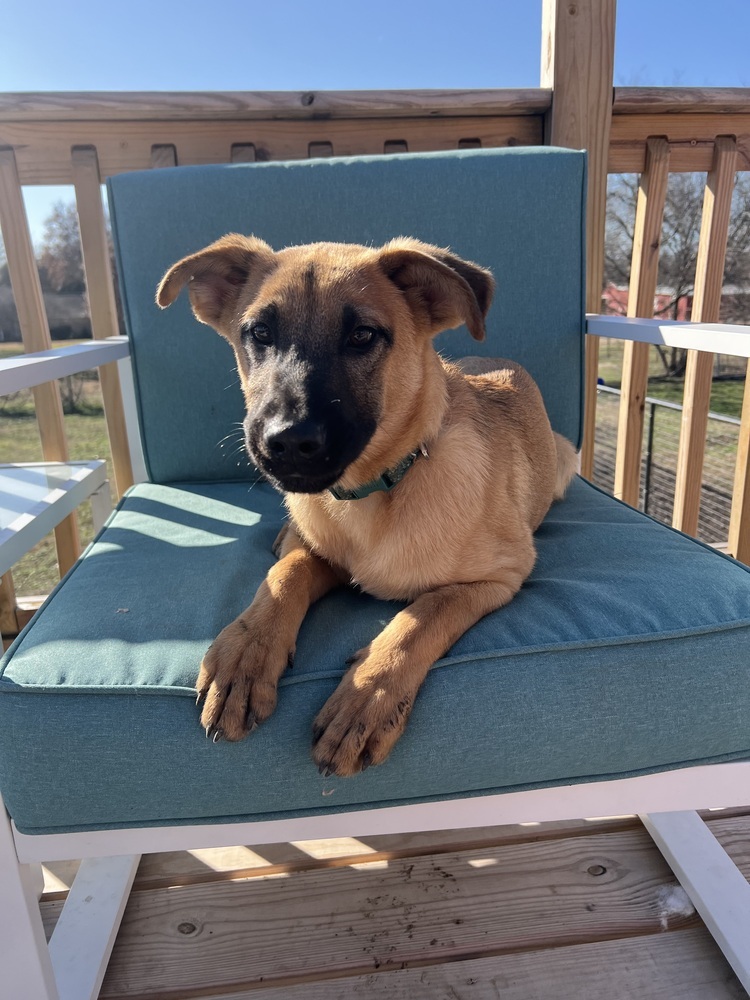 Sweetie Pies: Maple