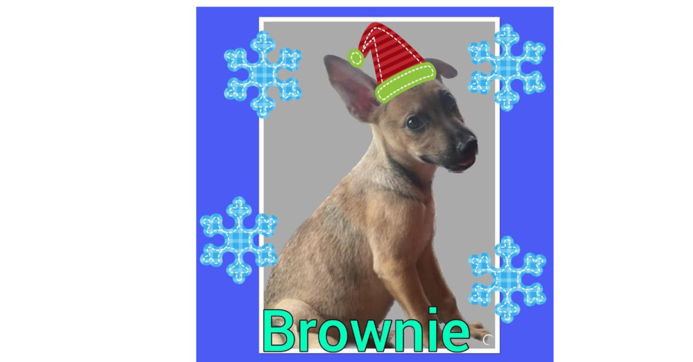 Sweetie Pies: Brownie