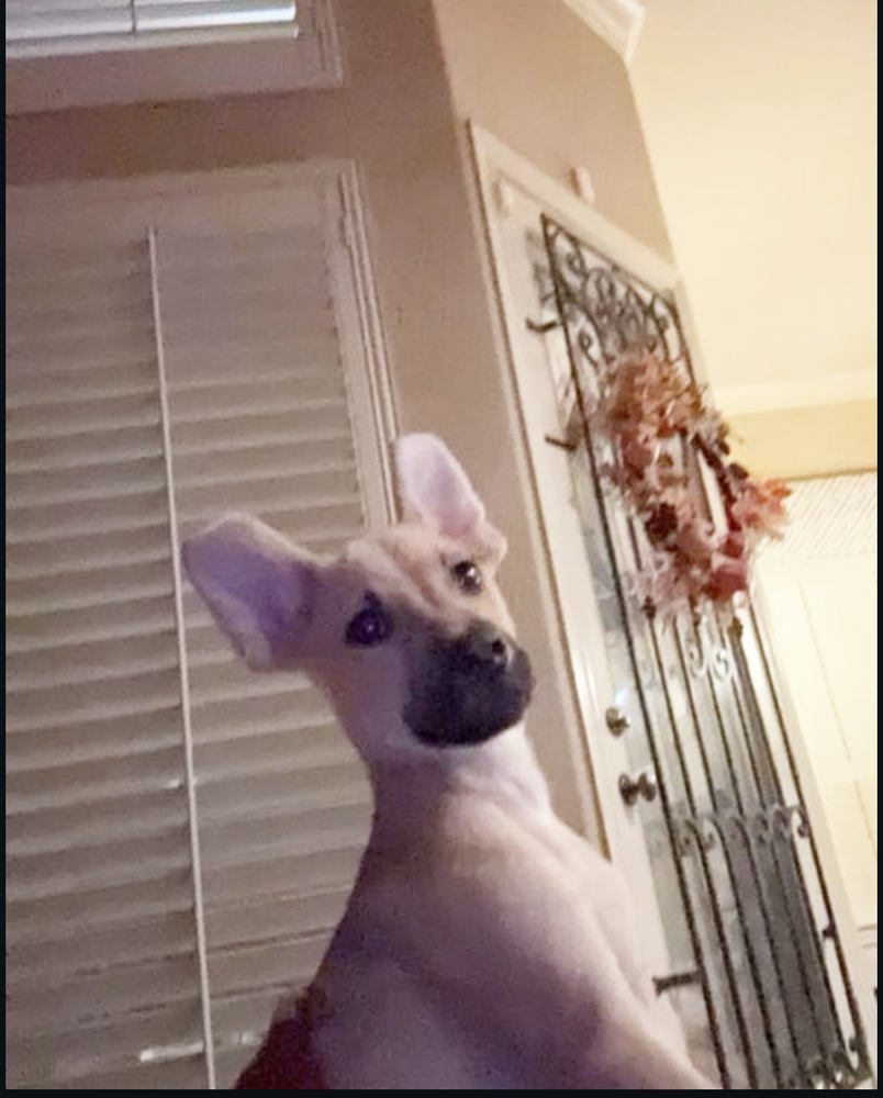 Sweetie Pies: Jack