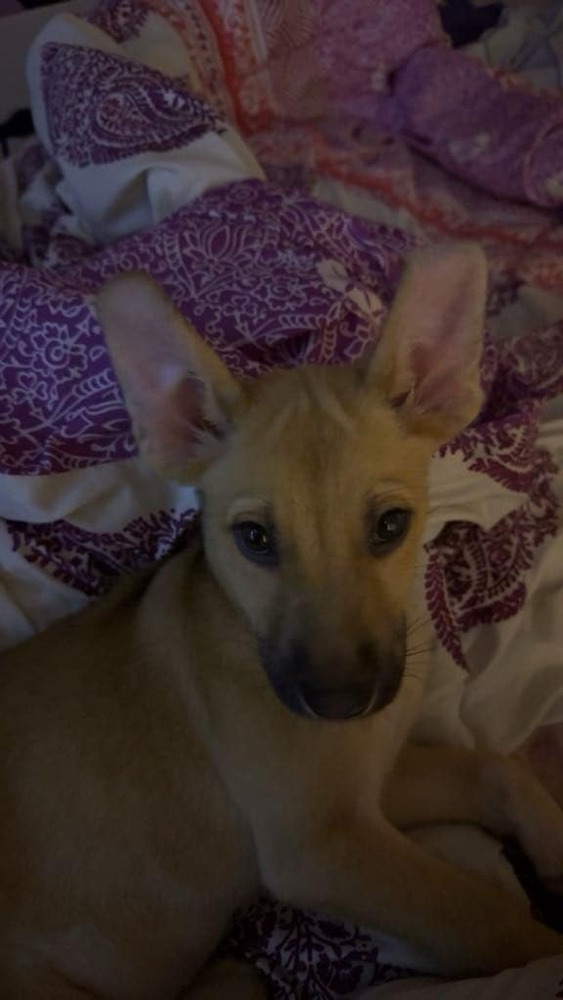 Sweetie Pies: Jack