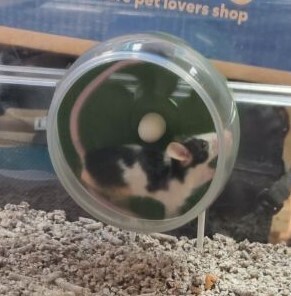 Biscuit