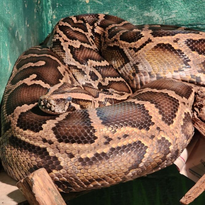 Snakey