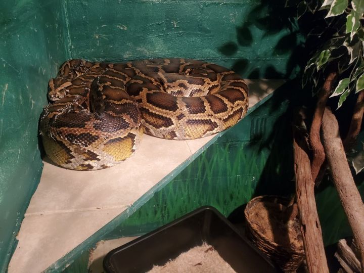 Snakey 2