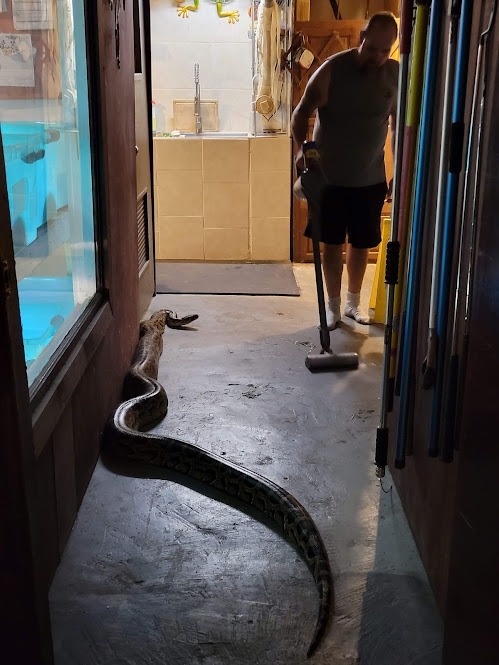 Snakey 3