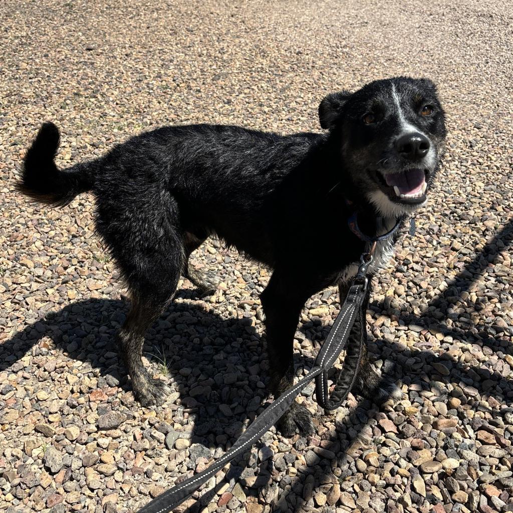 Taz, an adoptable Border Collie, Mixed Breed in Show Low, AZ, 85901 | Photo Image 2