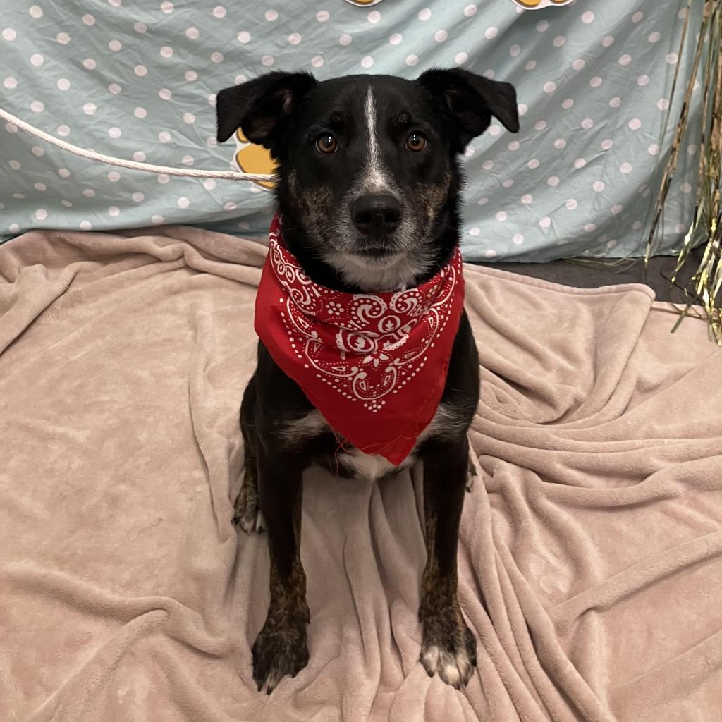 Taz, an adoptable Border Collie, Mixed Breed in Show Low, AZ, 85901 | Photo Image 3