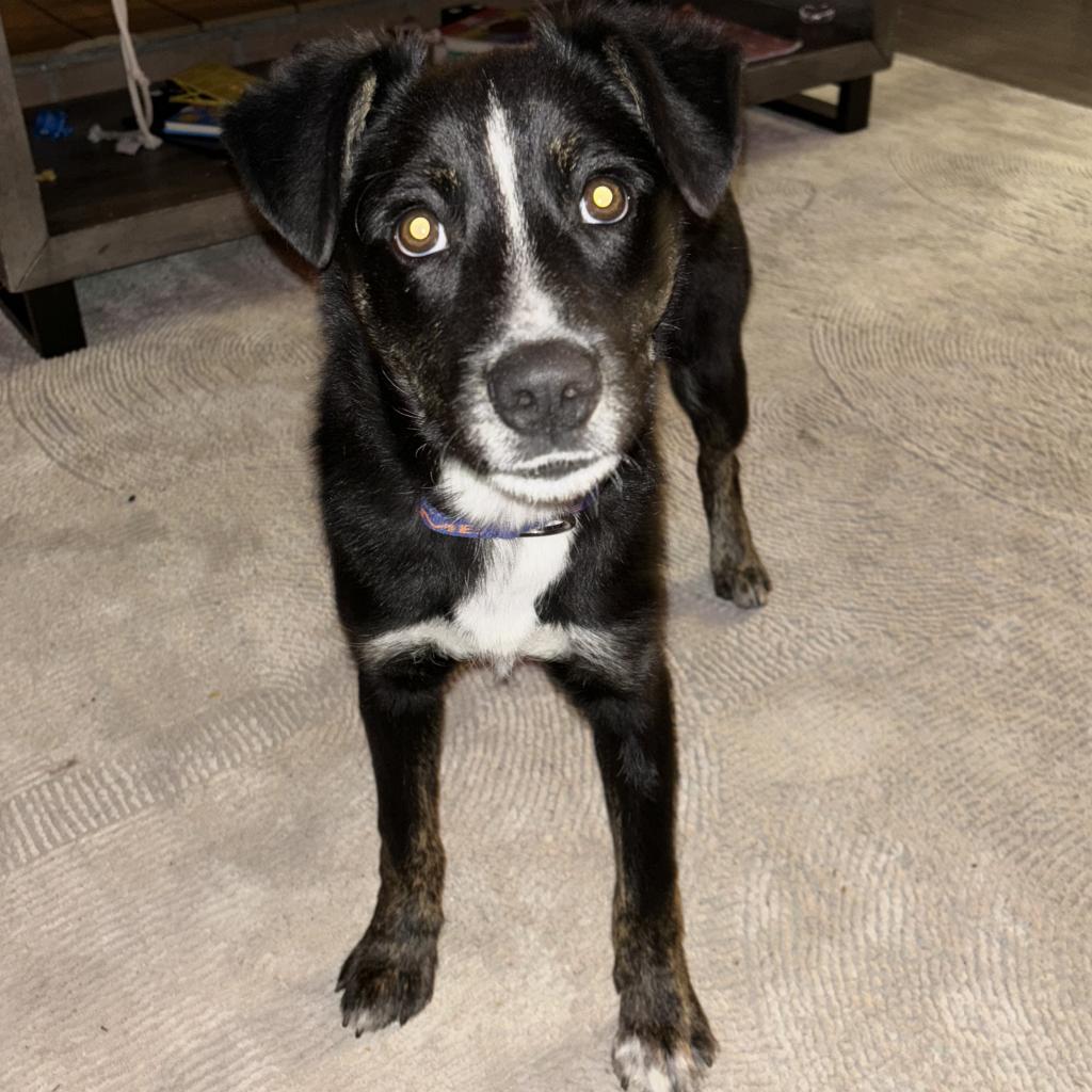 Taz, an adoptable Border Collie, Mixed Breed in Show Low, AZ, 85901 | Photo Image 4