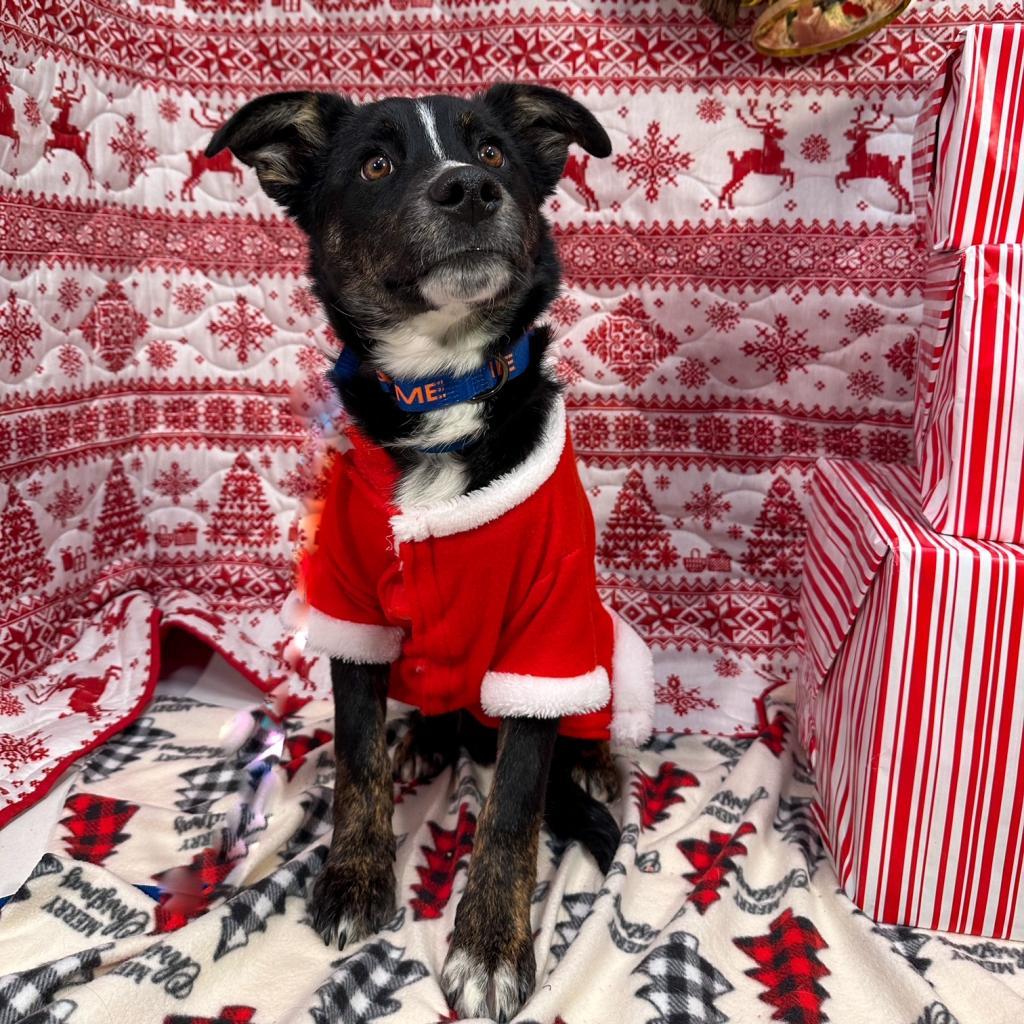 Taz, an adoptable Border Collie, Mixed Breed in Show Low, AZ, 85901 | Photo Image 5