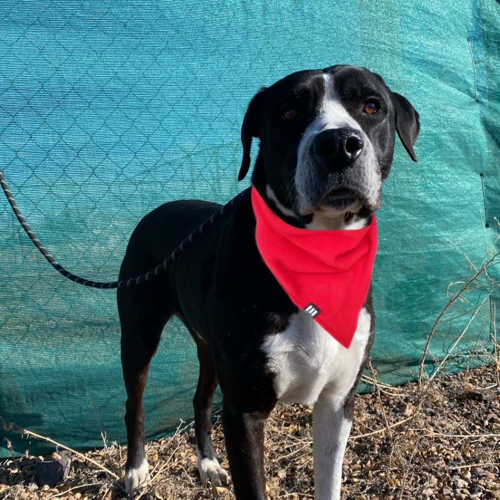 Pudge, an adoptable Great Dane, Pit Bull Terrier in Show Low, AZ, 85901 | Photo Image 1