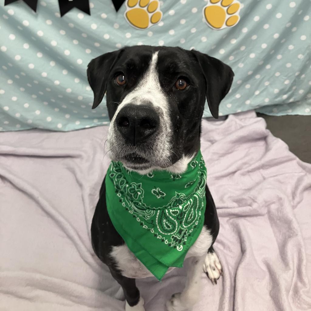 Pudge, an adoptable Great Dane, Pit Bull Terrier in Show Low, AZ, 85901 | Photo Image 2