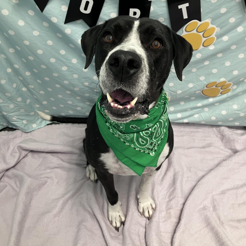 Pudge, an adoptable Great Dane, Pit Bull Terrier in Show Low, AZ, 85901 | Photo Image 4