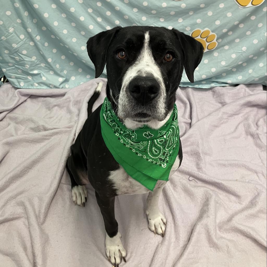 Pudge, an adoptable Great Dane, Pit Bull Terrier in Show Low, AZ, 85901 | Photo Image 6