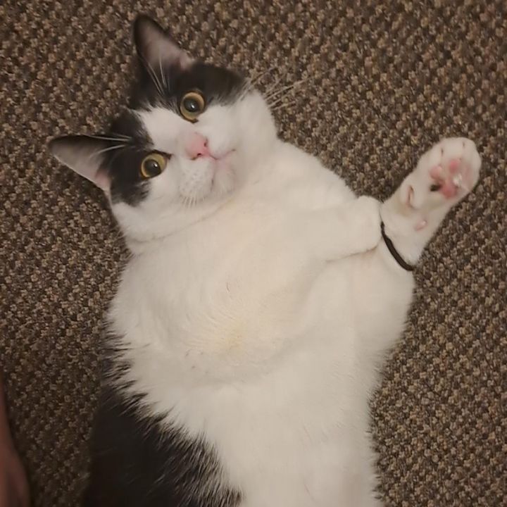 Loki 1