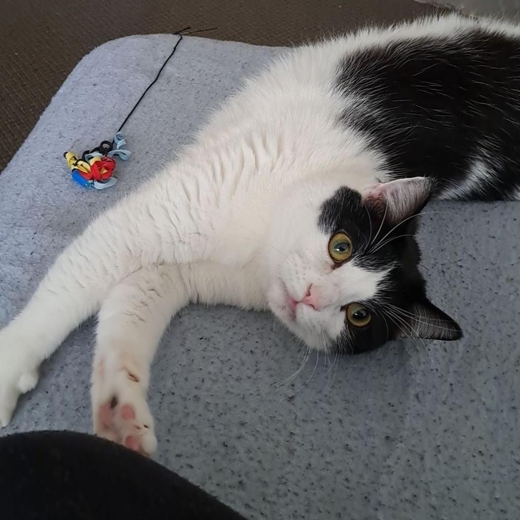 Loki, an adoptable Domestic Short Hair in Rochester, MN, 55903 | Photo Image 1