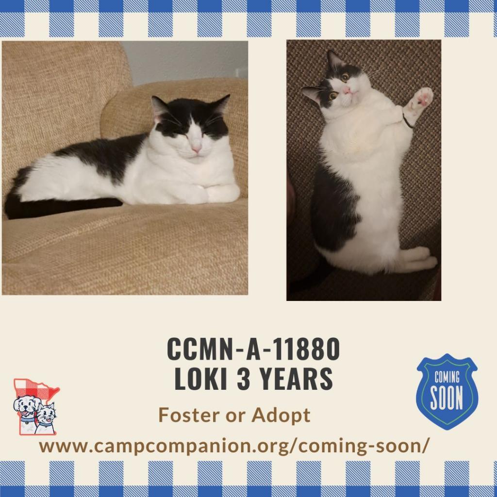 Loki, an adoptable Domestic Short Hair in Rochester, MN, 55903 | Photo Image 2