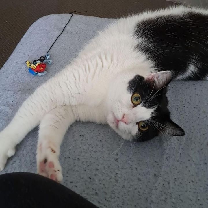 Loki 3