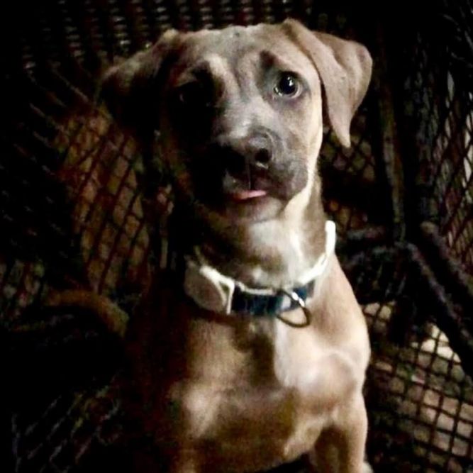 Roan (AVAILABLE IN FOSTER HOME)