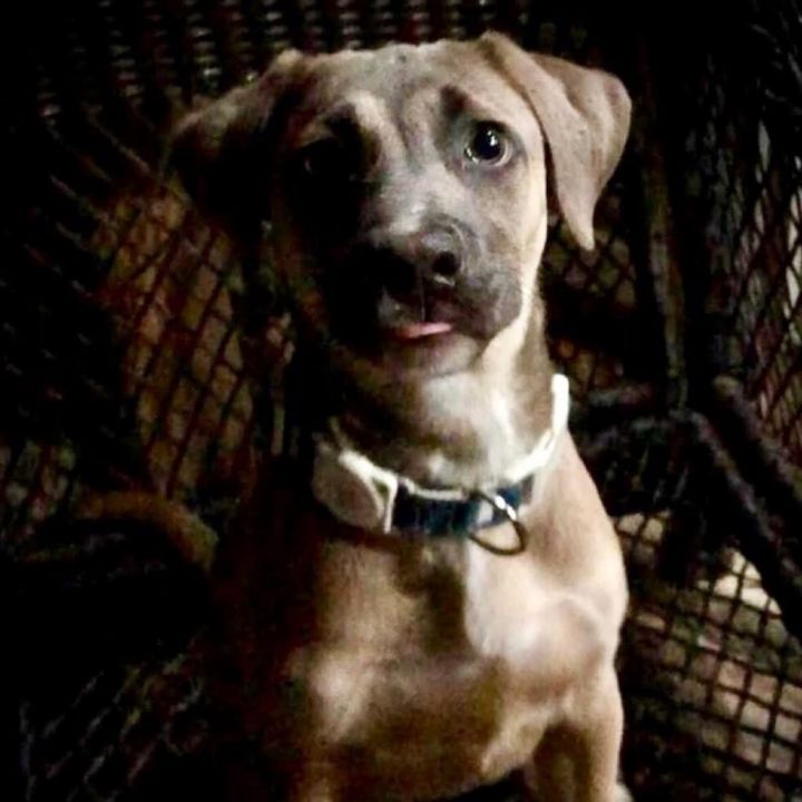 Roan (AVAILABLE IN FOSTER HOME) 1