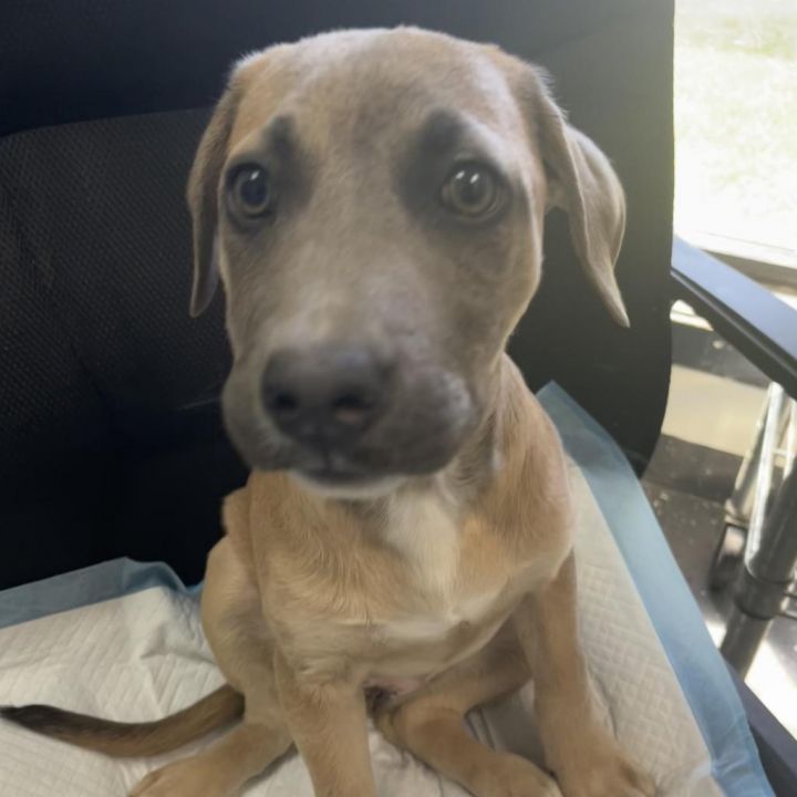 Roan (AVAILABLE IN FOSTER HOME) 2