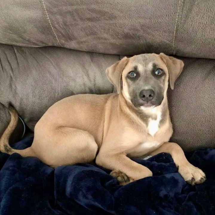 Roan (AVAILABLE IN FOSTER HOME) 4