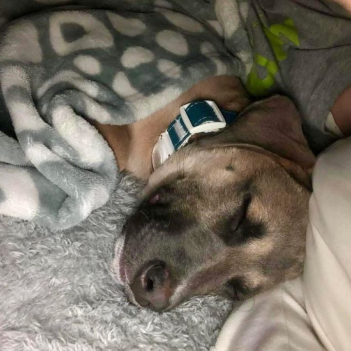 Roan (AVAILABLE IN FOSTER HOME) 6