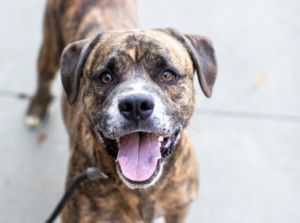 Subaru - IN FOSTER, Adult Male Mixed Breed