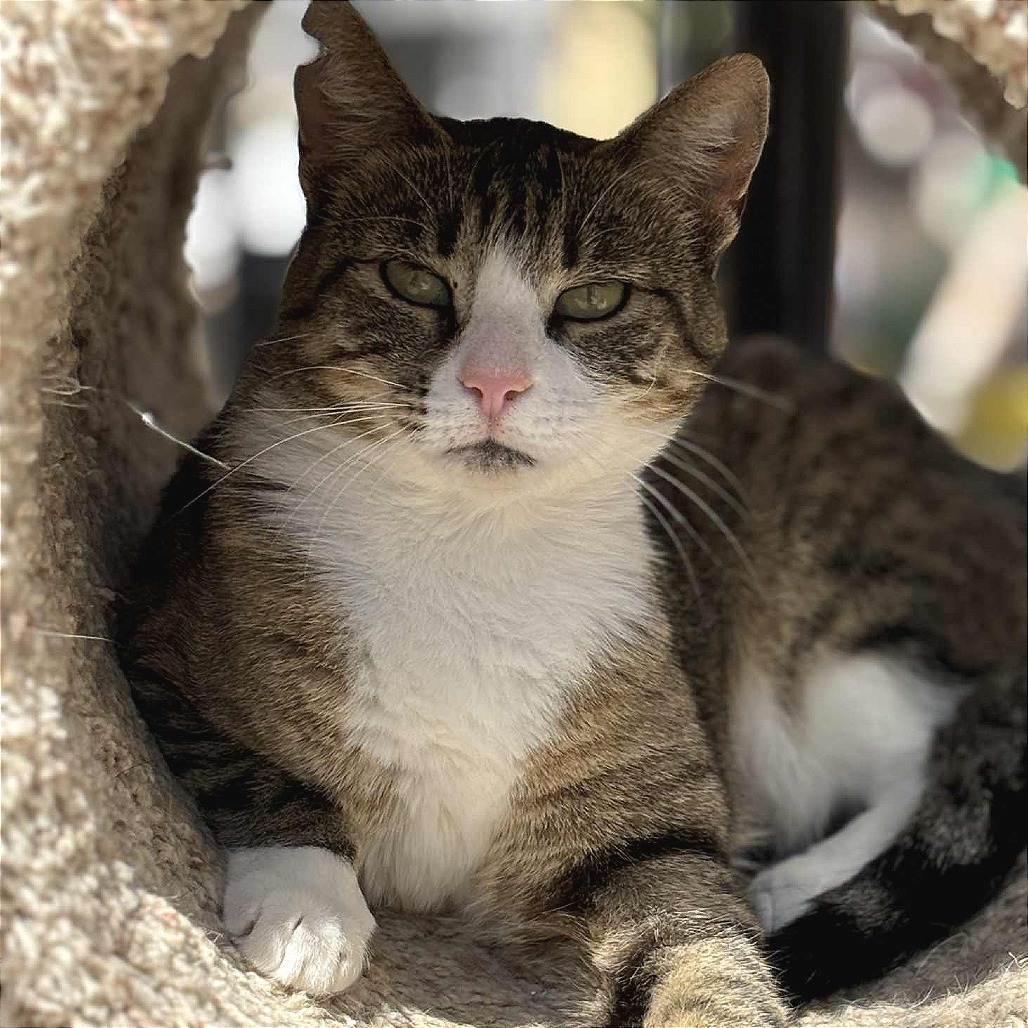 Marcia, an adoptable Domestic Short Hair in Sheridan, WY, 82801 | Photo Image 1