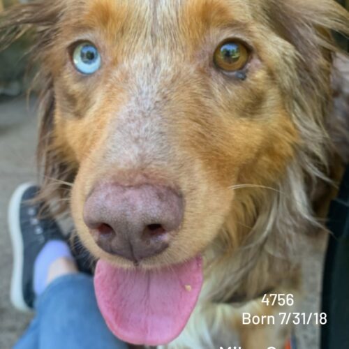 Miley Cyrus #4756, an adoptable Australian Shepherd, Mixed Breed in West Linn, OR, 97068 | Photo Image 1
