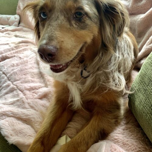 Miley Cyrus #4756, an adoptable Australian Shepherd, Mixed Breed in West Linn, OR, 97068 | Photo Image 2
