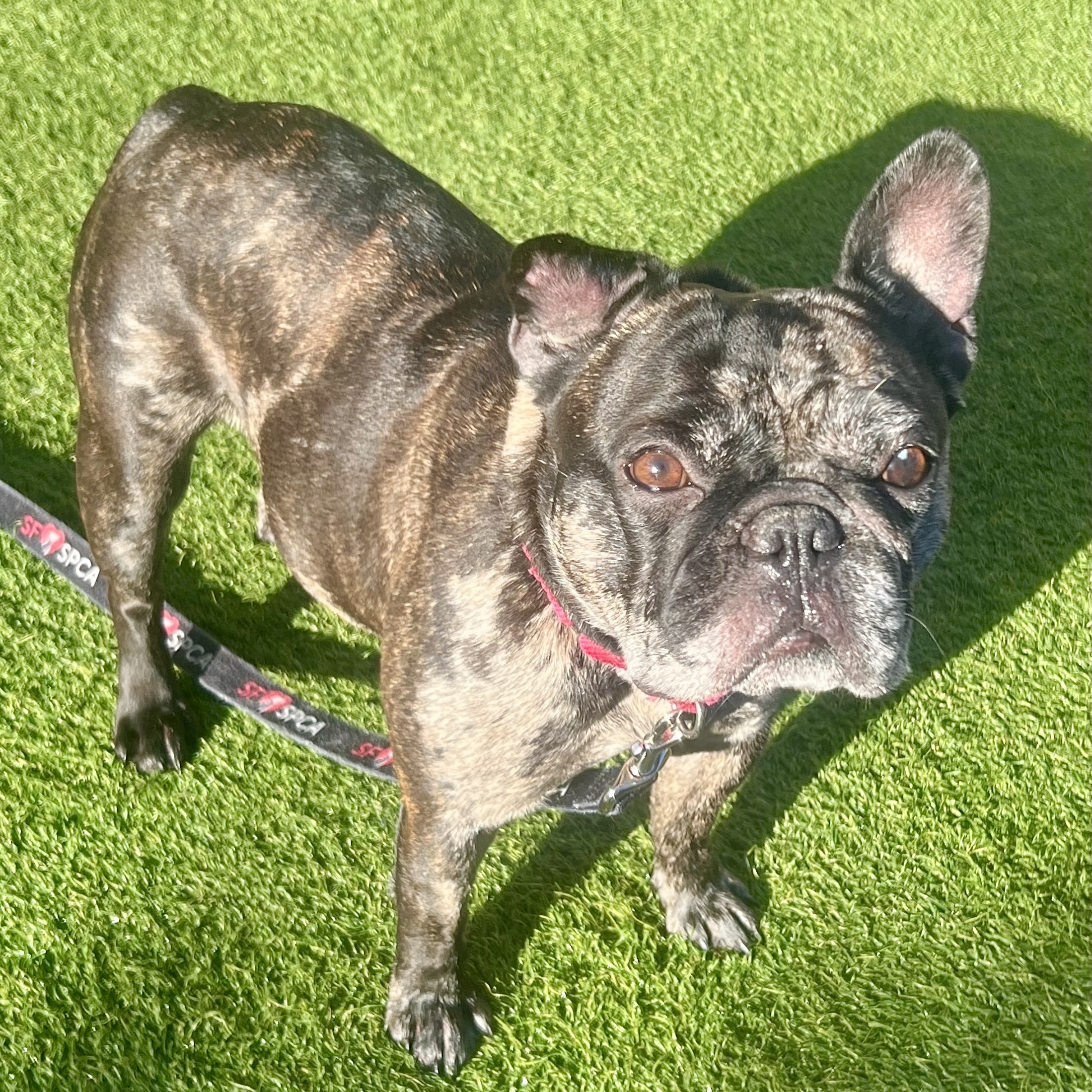 Dog for adoption Mocha, a French Bulldog Mix in San Francisco, CA