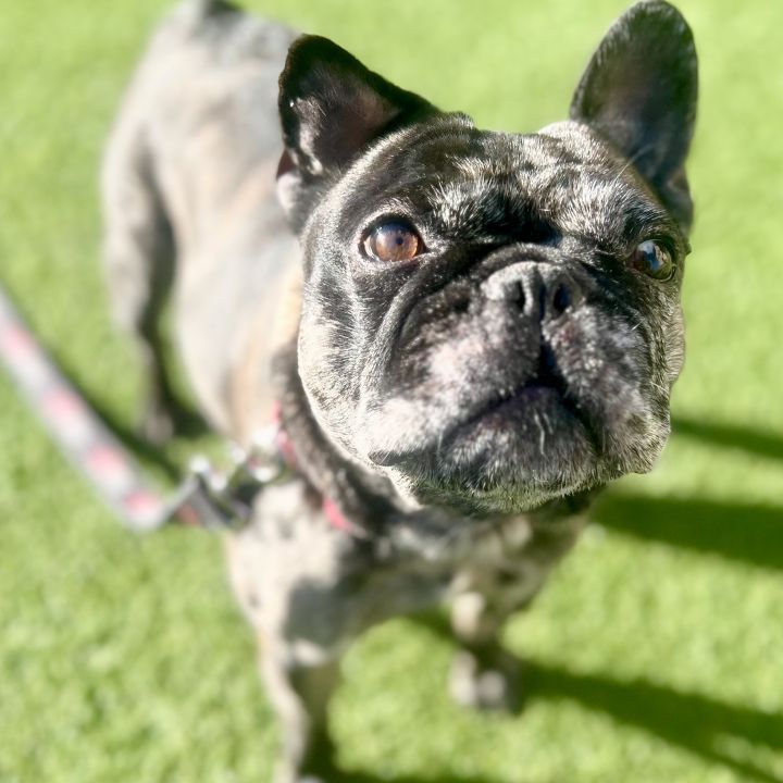 Dog for adoption Mocha, a French Bulldog Mix in San Francisco, CA