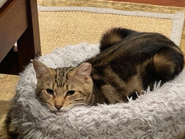 Fonzie