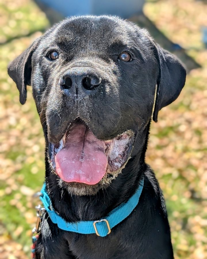 Dog for adoption Severus, a Mixed Breed in Cincinnati, OH Petfinder