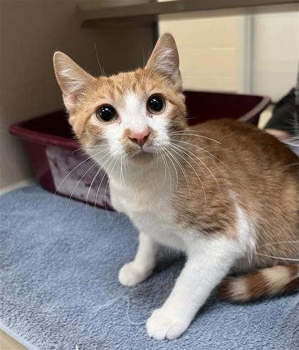 McFlurry, an adoptable Domestic Short Hair in Hutchinson, KS, 67504 | Photo Image 1