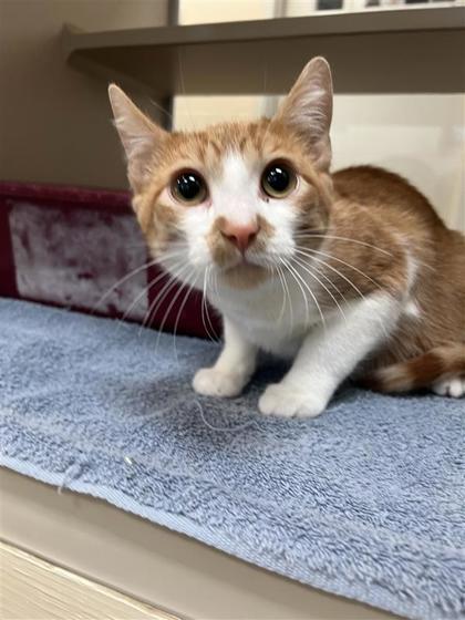 McFlurry, an adoptable Domestic Short Hair in Hutchinson, KS, 67504 | Photo Image 2