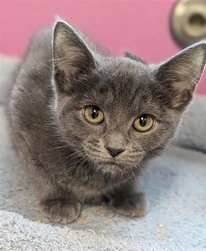 Autumn Bonfire, an adoptable Domestic Short Hair in Hutchinson, KS, 67504 | Photo Image 1