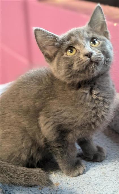 Autumn Bonfire, an adoptable Domestic Short Hair in Hutchinson, KS, 67504 | Photo Image 2