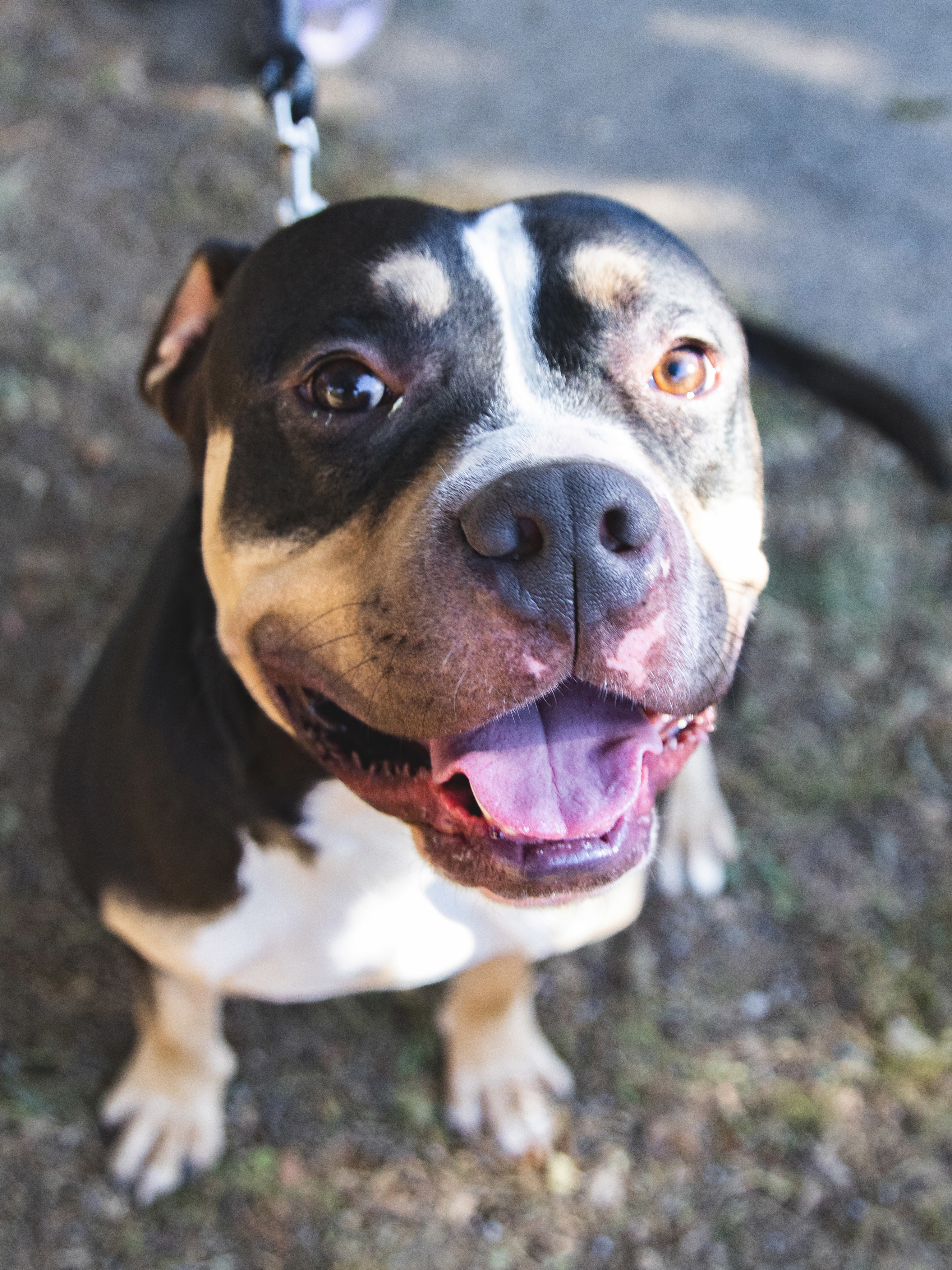 Dog for adoption Shay, a Mixed Breed in West Chester, PA Petfinder